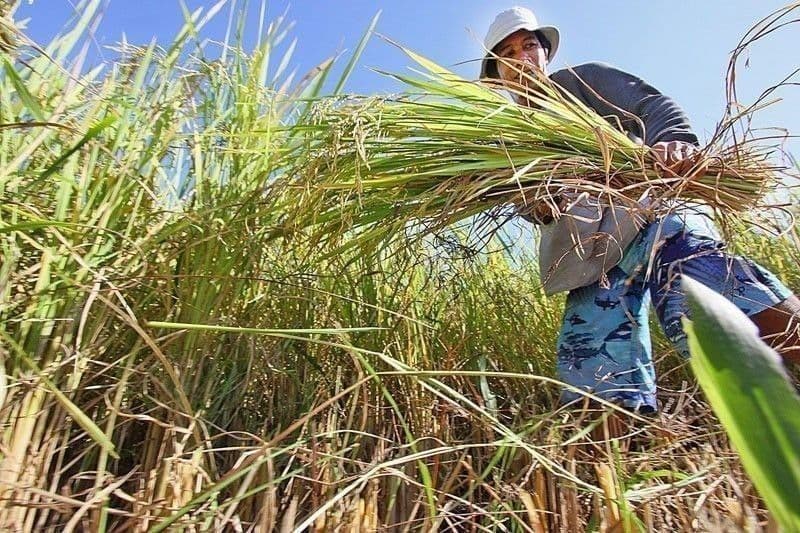 https://media.philstar.com/photos/2024/06/07/farmer_2024-06-07_00-00-44.jpg